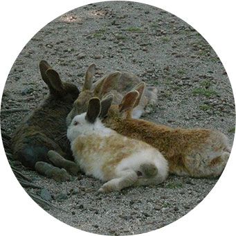 ウサギ