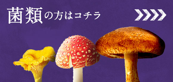 菌類の方はコチラ