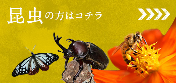 昆虫の方はコチラ