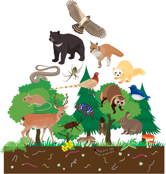ピラミッド図