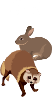 動物