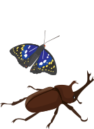 昆虫