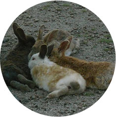 ウサギ
