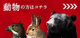 動物の方はコチラ