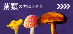菌類の方はコチラ
