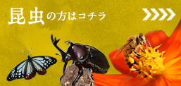 昆虫の方はコチラ
