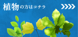 植物の方はコチラ