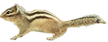 リス