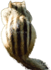 リス