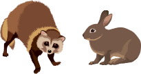動物