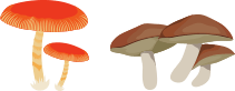 菌類